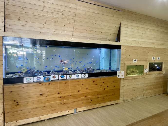 ドルフィンリゾートの受付内にある熱帯魚の展示水槽
