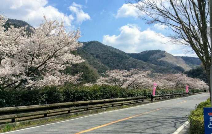 道の駅どなり周辺道路に桜が咲き誇る様子
