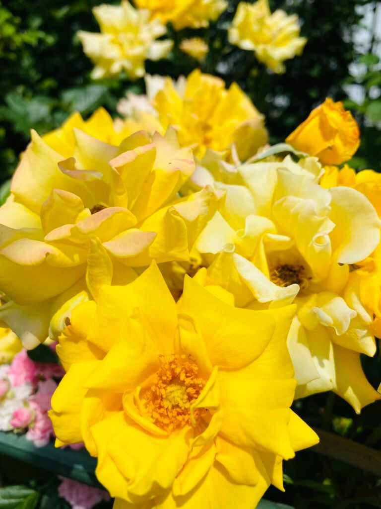 杜のガーデンテラス内に咲く黄色い花の写真