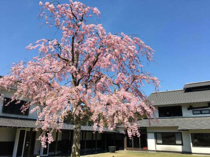 新潟県長岡市にある江口だんご本店の裏庭にあるしだれ桜