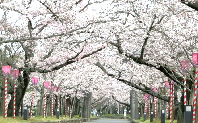 長崎県大村市にある大村公園の桜