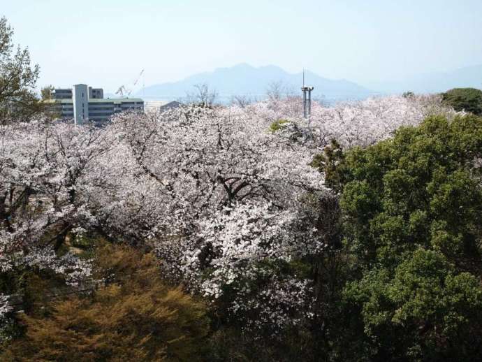 江波山気象館の屋上から見える満開の桜