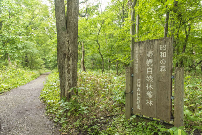 江別市にある道立自然公園野幌森林公園