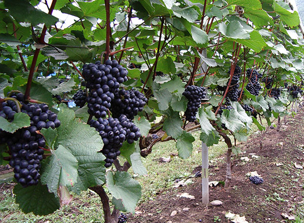 岩手県花巻市大迫町にあるワイナリー「エーデルワイン」で使っているぶどうの農園