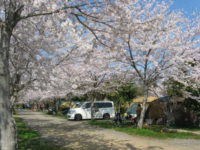 春のキャンプサイトで眺められる桜