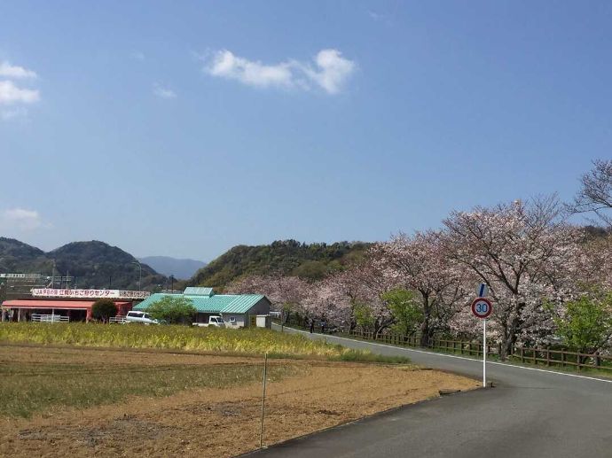 桜が咲く江間いちご狩りセンター