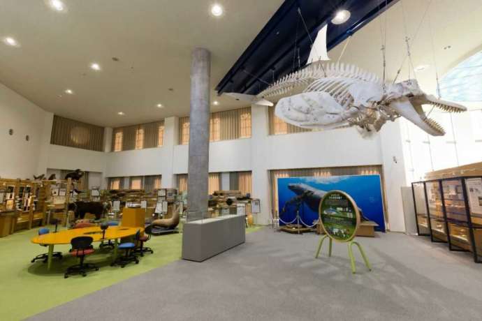 国内最大級のシャチの骨格標本を展示するオホーツクミュージアムえさしの内観