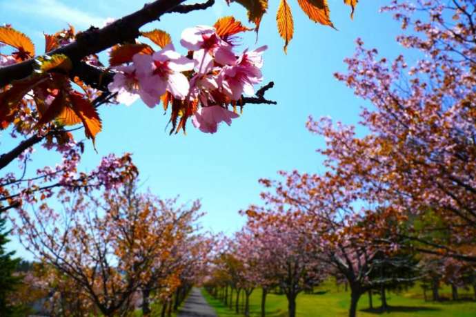 枝幸町オホーツクグリーンパークの桜並木