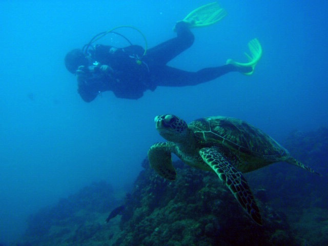 フィッシュアイランドクルーが提供する伊豆大島でのダイビング中にウミガメを撮影している様子