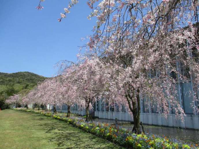 やまぐちフラワーランドの桜並木