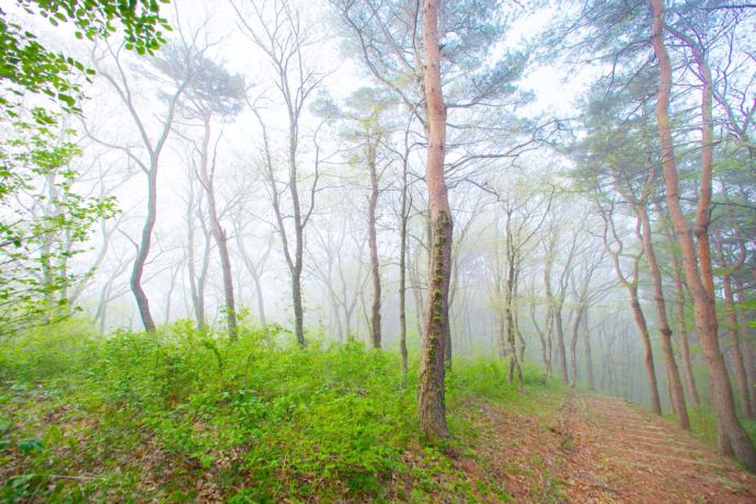 登米ふれあいの森の朝霧の様子