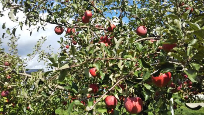 フルーツガーデン北沢で収穫できるりんご・なしはどんな品種のものですか？
