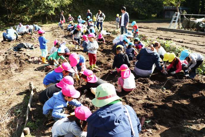 芋掘りをする園児たち
