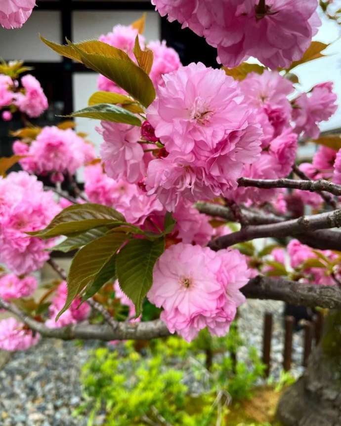 普賢寺の八重桜