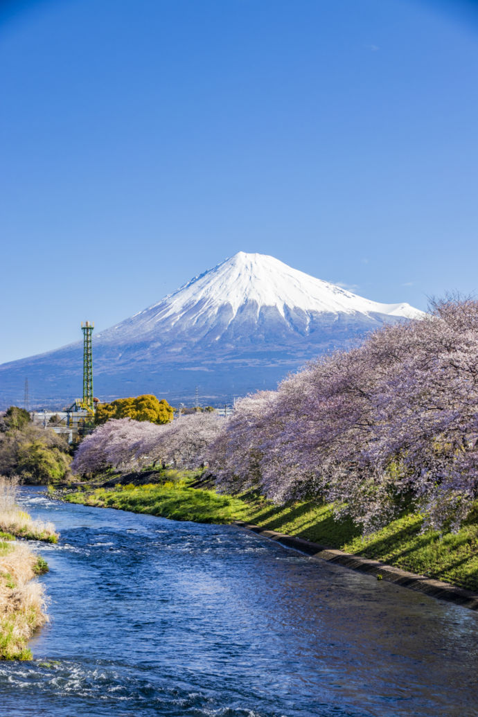 川沿いの桜並木と富士山