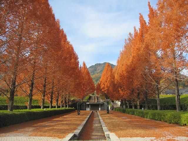 「道の駅みのぶ」のある富士川クラフトパーク内のメタセコイア並木
