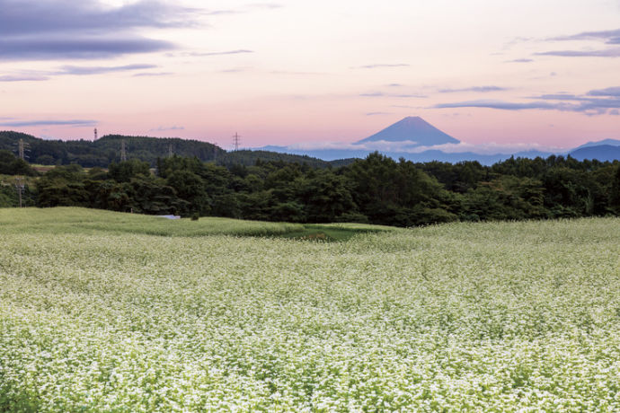 そばの花と富士山の夕焼け写真
