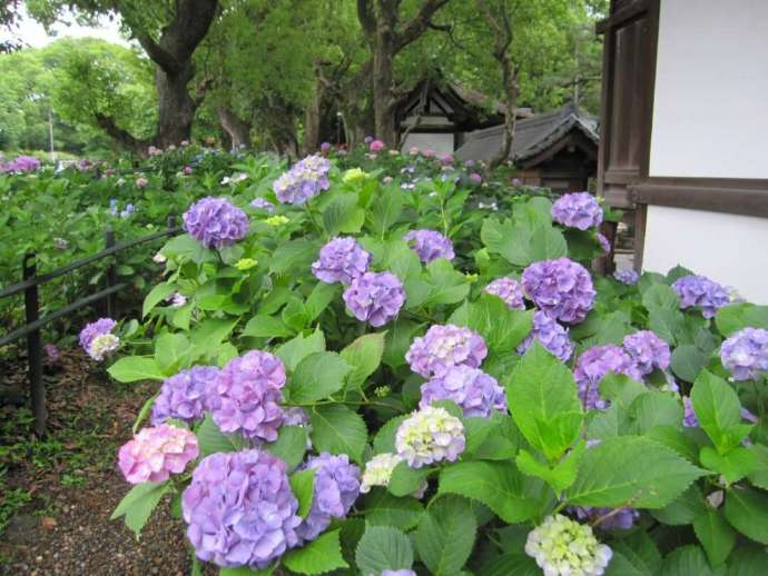 「藤森神社」境内の「紫陽花苑」の様子