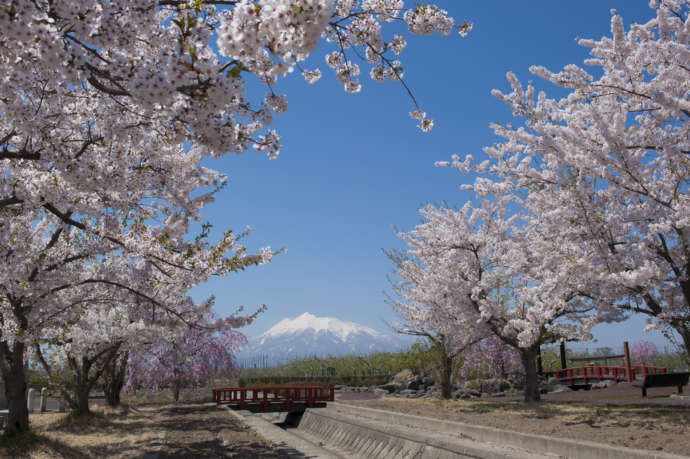 藤崎町の唐糸御前史跡公園の桜並木