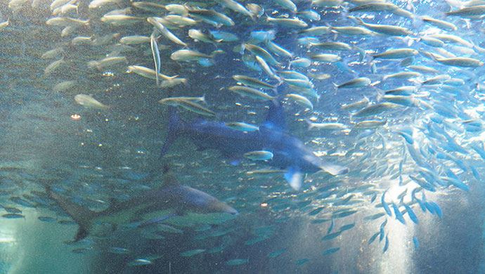 越前松島水族館魚群