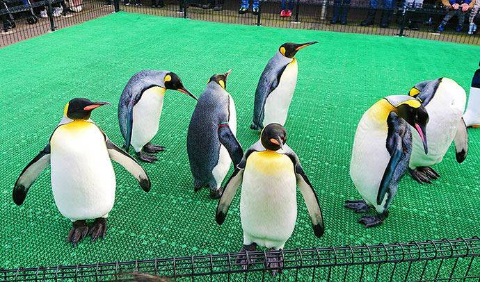 越前松島水族館ペンギン