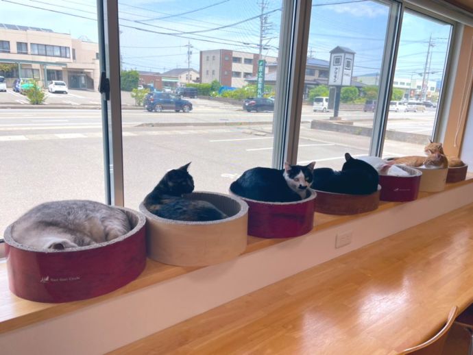猫カフェ 福ねこの窓際でくつろぐ猫たち