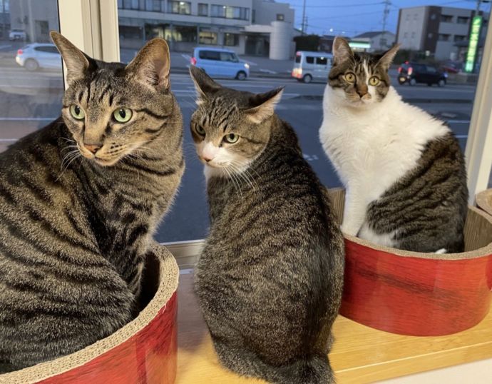 猫カフェ 福ねこにいる雑種の猫たち