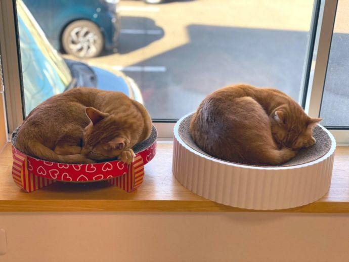 猫カフェ 福ねこの窓際で眠る猫たち