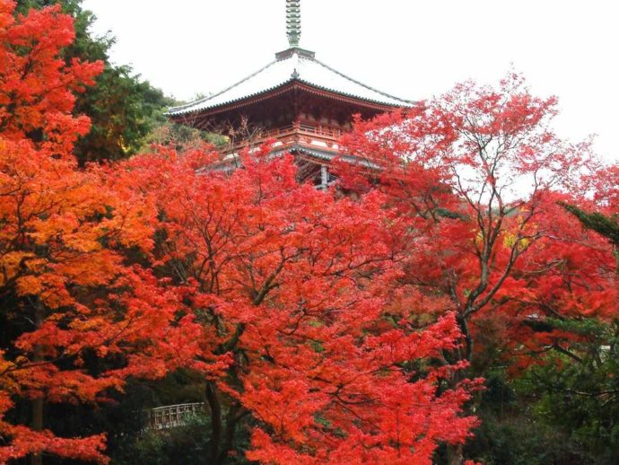 清水寺の三重の塔と紅葉