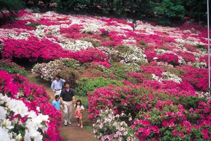 鯖江市の西山公園で5月に開かれる「つつじ祭り」