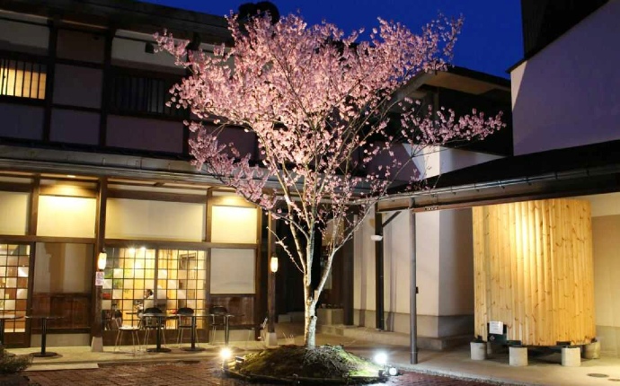 舩坂酒造店の中庭の桜の木