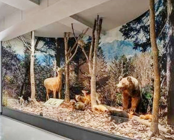 「富良野市博物館」内部の常設展示室の様子（野生動物の剥製）