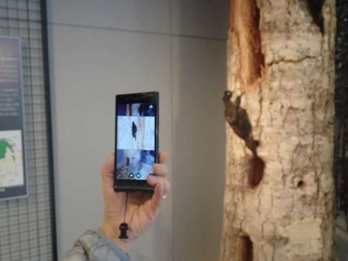 「富良野市博物館」内でクマゲラの剥製をARアプリでスキャンして画像を閲覧する様子