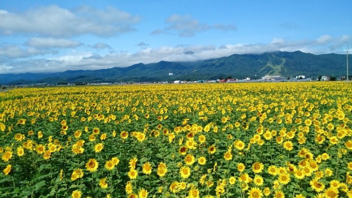 富良野市のひまわり畑の写真