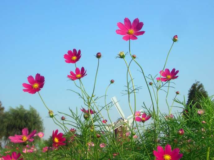 「紅龍山 布施弁天 東海寺」に隣接する「あけぼの山農業公園」の花畑で開花するコスモス