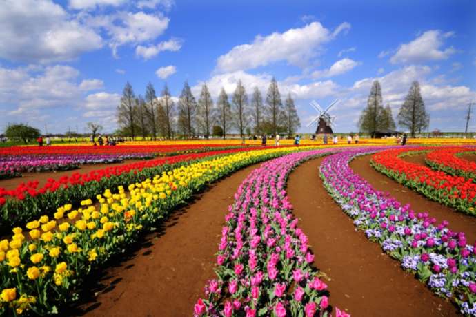 「紅龍山 布施弁天 東海寺」に隣接する「あけぼの山農業公園」の花畑で開花するチューリップ（その2）