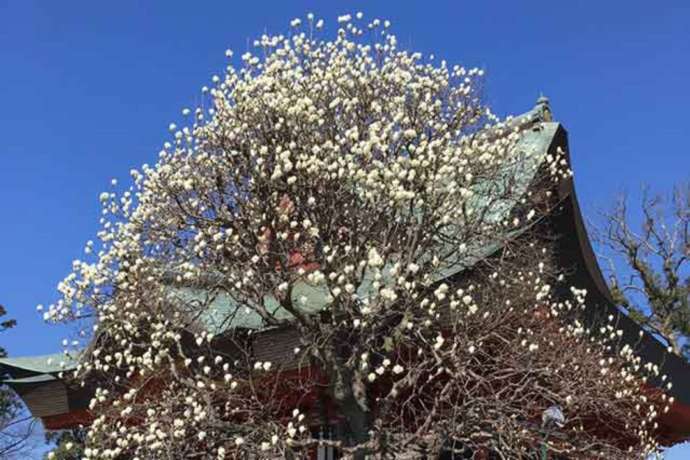「紅龍山 布施弁天 東海寺」の本堂外観と開花した白木蓮（3月）
