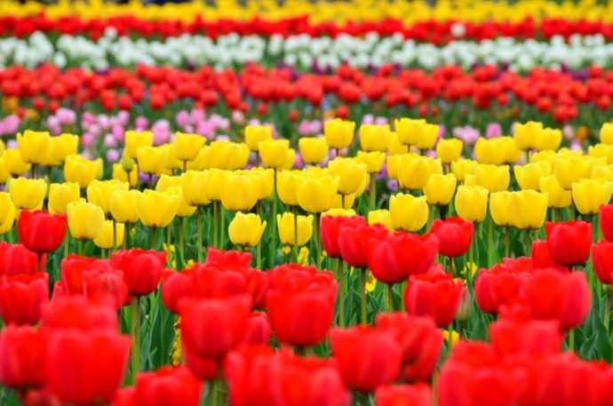 「紅龍山 布施弁天 東海寺」に隣接する「あけぼの山農業公園」の花畑で開花するチューリップ（その1）