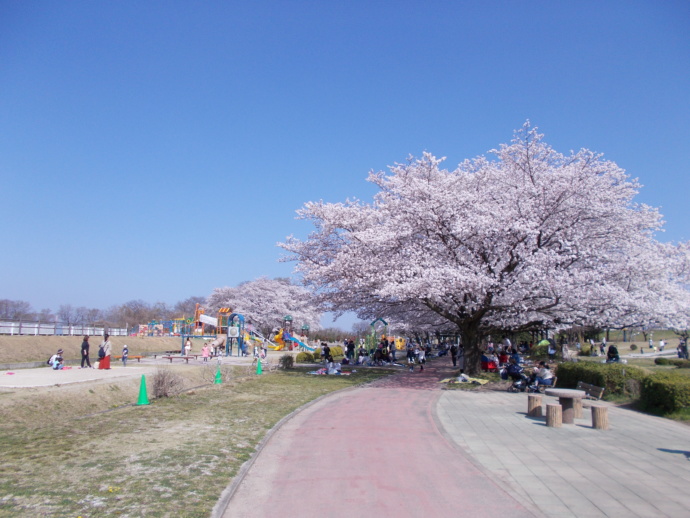 扶桑町の木曽川扶桑緑地公園の桜