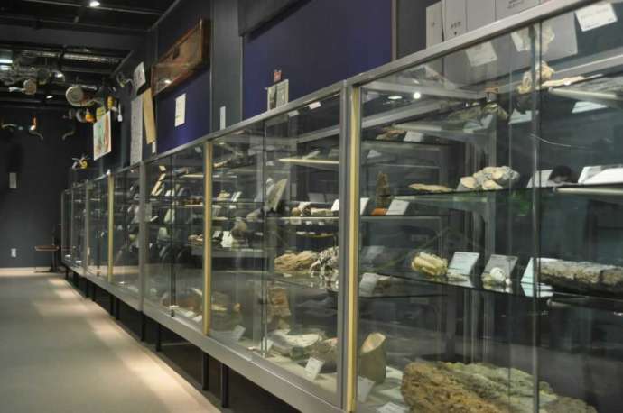 ジオワールドで展示されている化石や鉱物