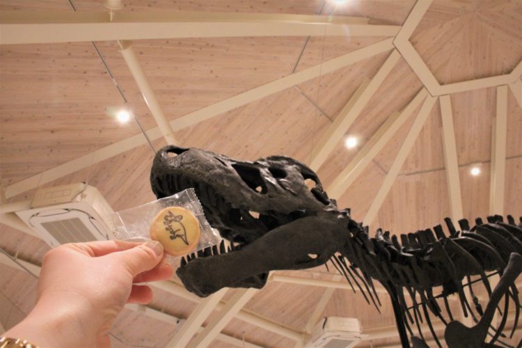 玄武洞ミュージアムのティラノサウルスにクッキーを食べさせている風の写真