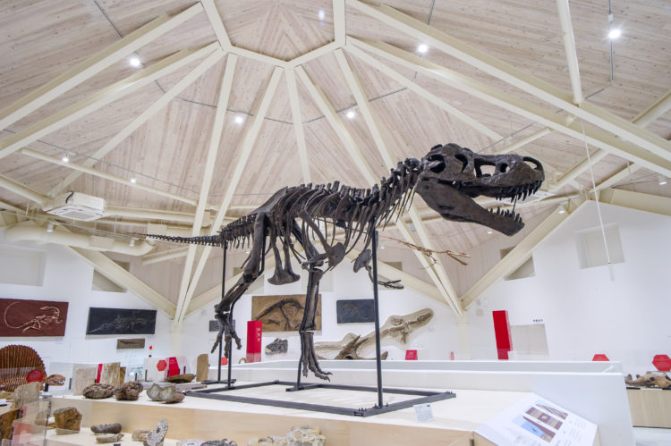 玄武洞ミュージアムの展示室のティラノサウルス