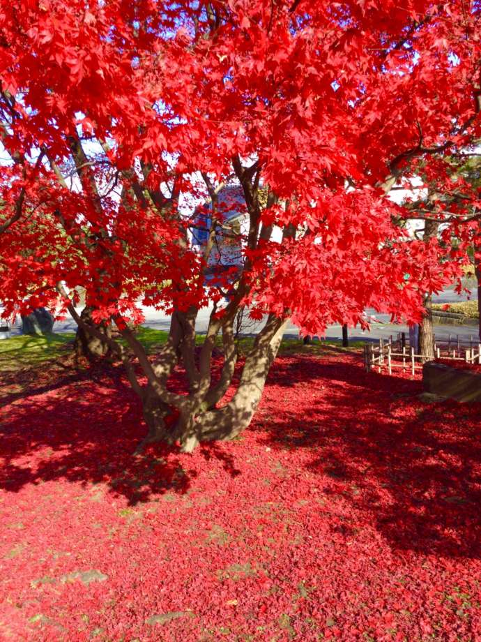 福島県立博物館の秋の紅葉の様子