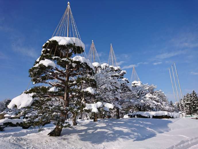 雪吊りを施した木に雪が積もっている様子