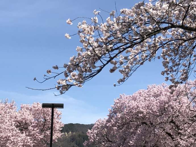 福島県立博物館の周辺に咲いている桜の写真