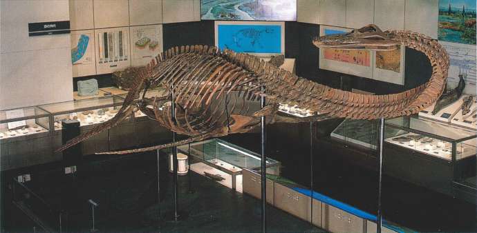 福島県立博物館の常設展示室にある恐竜の化石