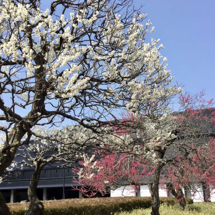 春の福島県立博物館の外観