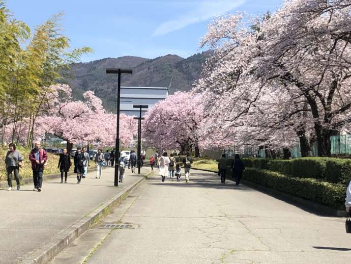 春の高遠桜の写真