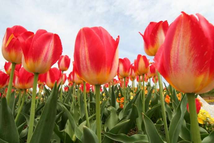大阪府河内長野市の「大阪府立花の文化園」で咲いているチューリップ