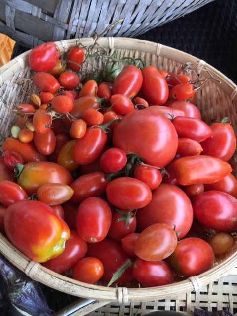 オステリア ジョイアの畑で収穫されたトマト